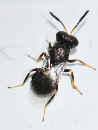 Conomorium sp.